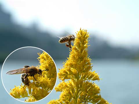 市ヶ谷のハチ（ニホンミツバチ）
