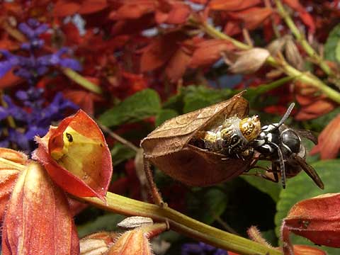 ガの幼虫を狩るクロスズメバチ