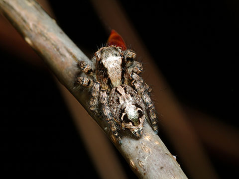 目玉模様のあるハエトリグモ