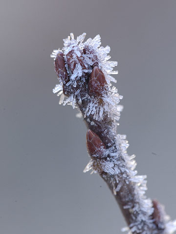 コナラの冬芽についた霜