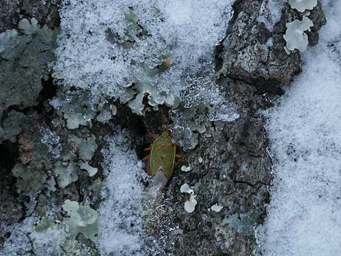 雪中のクヌギカメムシ