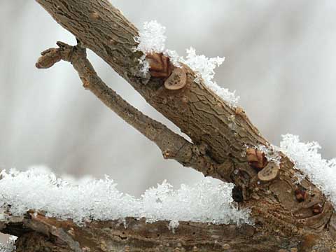 雪の中のクワエダシャクの幼虫