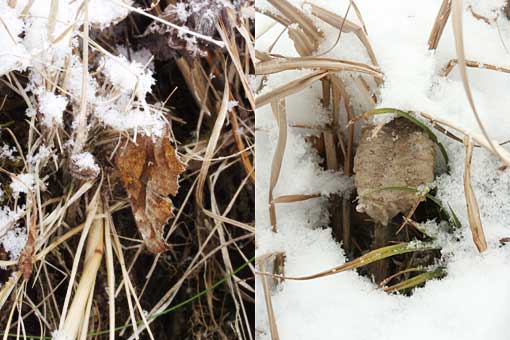 雪の日のキタテハとオオカマキリの卵