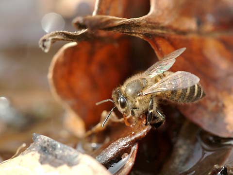 水を飲むニホンミツバチ