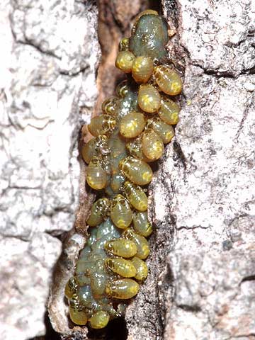 クヌギカメムシの幼虫