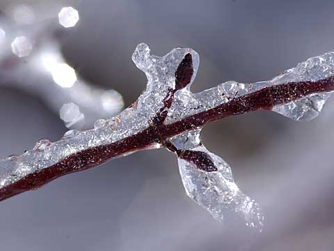 氷のついた枝