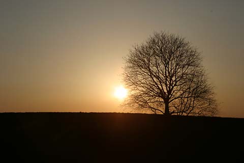 クルミの木に落ちる夕日