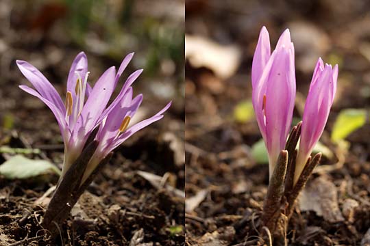 庭の花Bulbocodium vernum(Spring Meadow Saffron)
