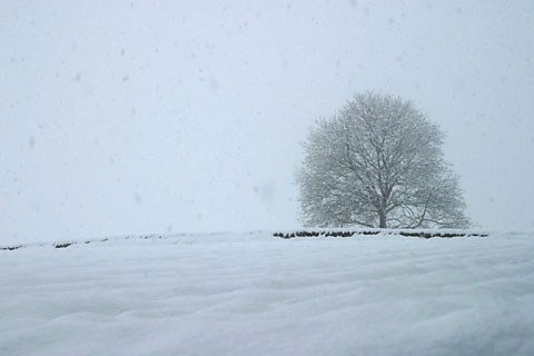 雪の日のクルミの木