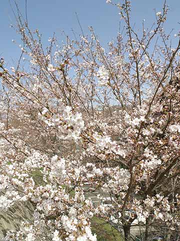北御牧村の桜