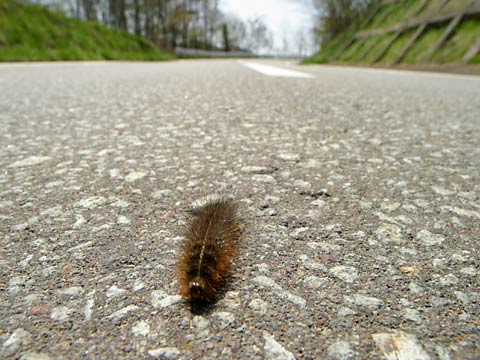 道路を走る毛虫