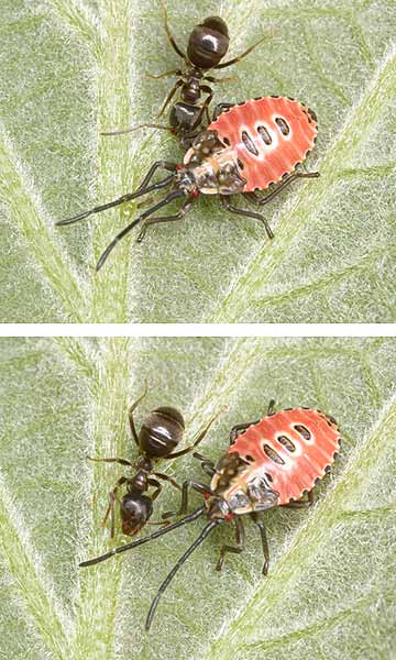クヌギカメムシ幼虫とアリの関係
