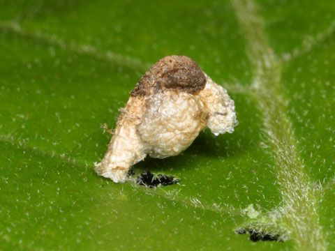 ピストルミノガの幼虫