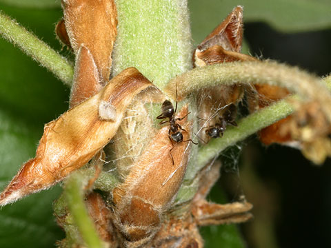 ハヤシミドリシジミ　幼虫の巣