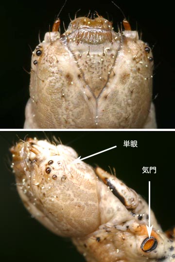 クワエダシャク幼虫の顔