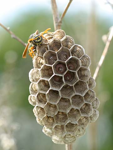 フタモンアシナガバチの巣