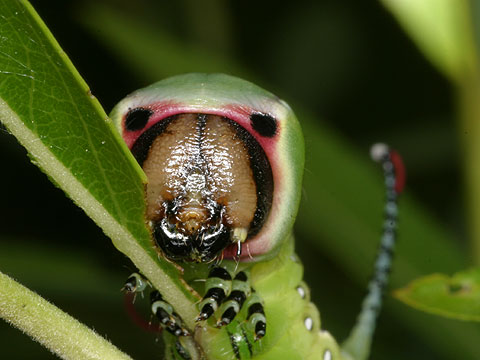モクメシャチホコの幼虫
