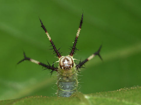 エゾヨツメの幼虫