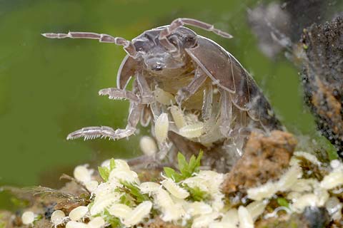 ダンゴムシの誕生 海野和男のデジタル昆虫記 緑のgoo