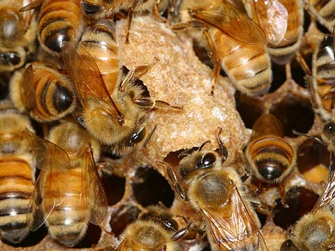 ミツバチの王台づくり