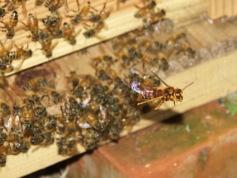 ミツバチの巣に来たキイロスズメバチ