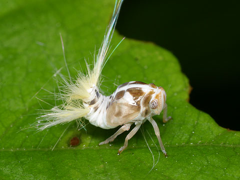 ベッコウハゴロモの幼虫