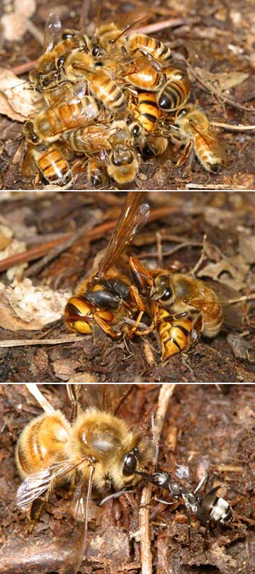 キイロスズメバチを殺したセイヨウミツバチ