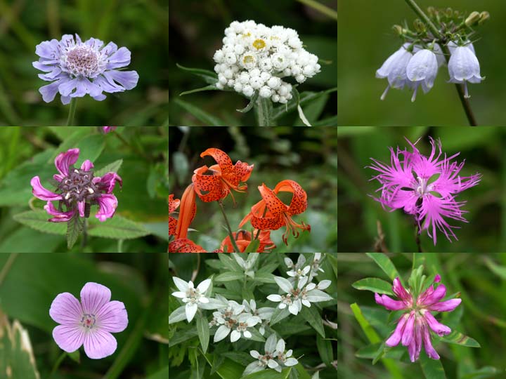 高原の花9種