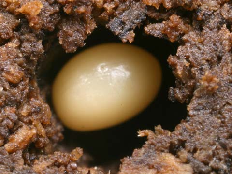ノコギリクワガタの卵