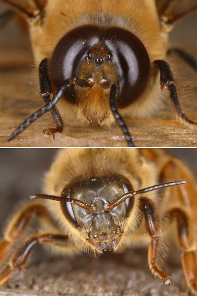 ミツバチの顔（女王とオス）