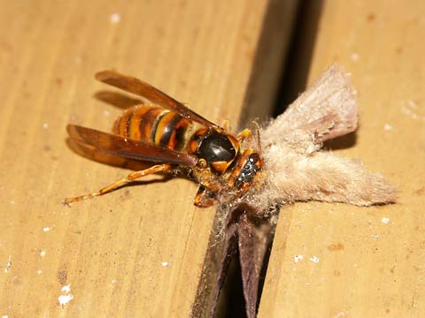 ガを食べるキイロスズメバチ