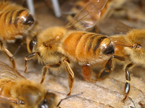 ミツバチの集合フェロモン