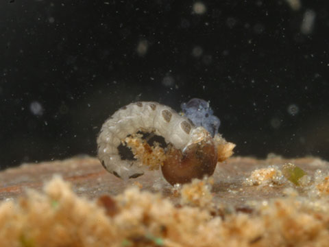 ゲンジボタルの幼虫