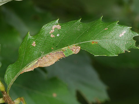 ホソバシャチホコの幼虫