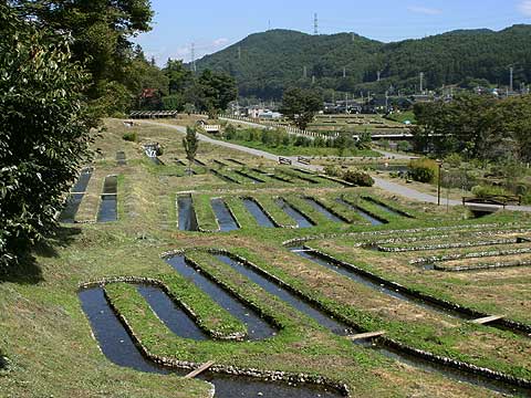 辰野町のホタル公園