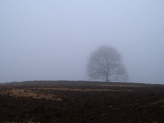 霧の日のクルミの木（定点）