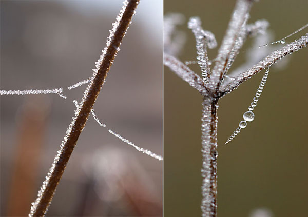 凍りついたクモの糸