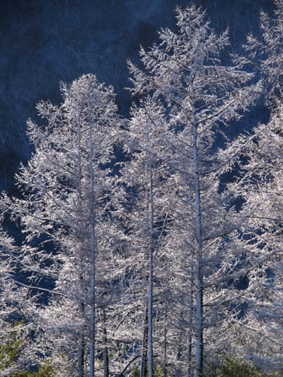 雪のカラマツ林