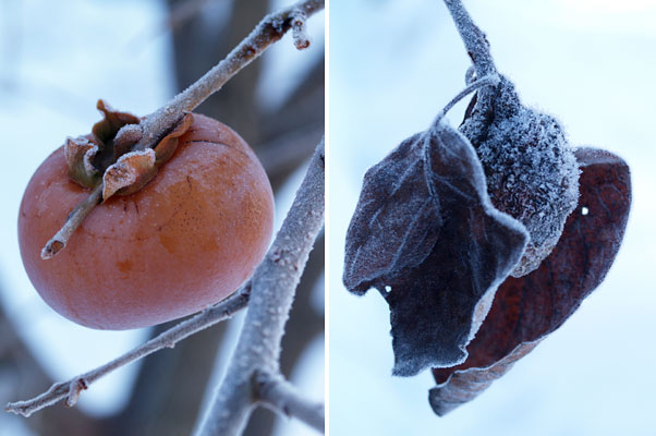柿の実についた霜