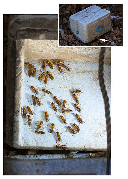 ホソアシナガバチの集団越冬