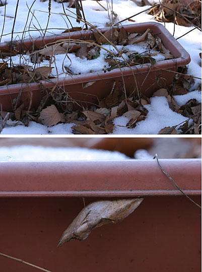 クロアゲハの越冬蛹