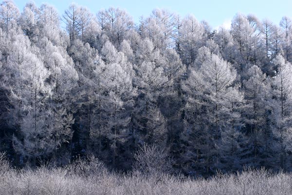霧氷のカラマツ林