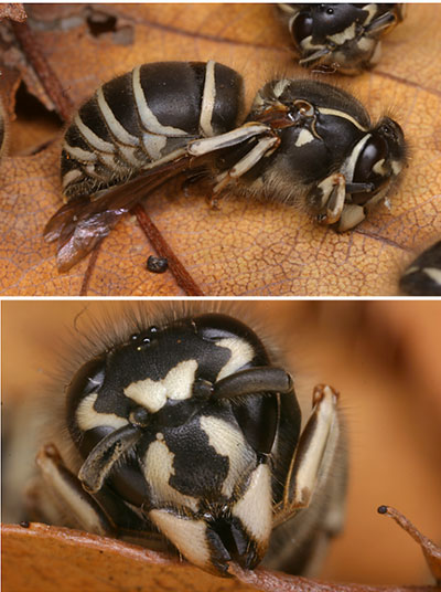 越冬中のクロスズメバチ