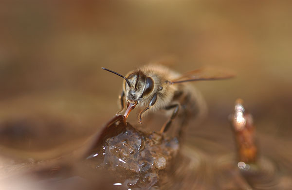 水を飲むミツバチ