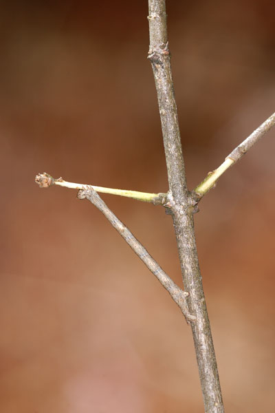 枝をかじるシャクトリムシ