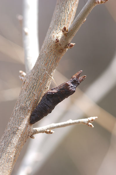 オナガアゲハの蛹