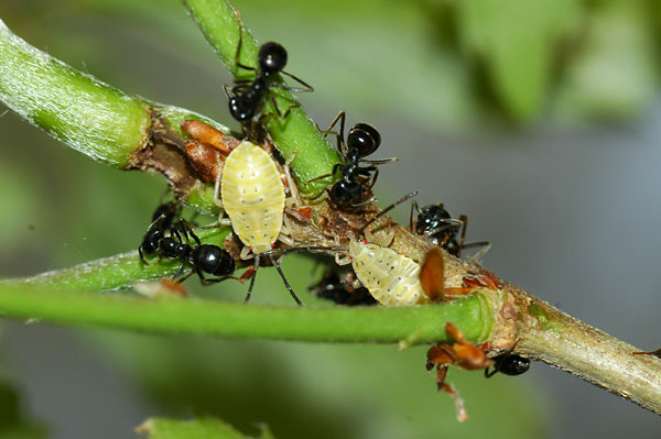 クヌギカメムの幼虫とアリ