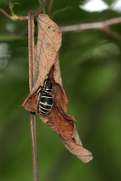 枯葉で眠るクロスズメバチ