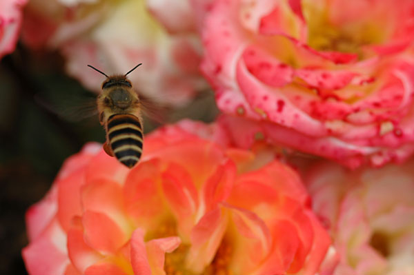 大阪のニホンミツバチ