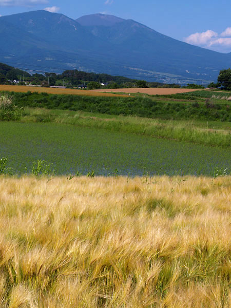 麦畑と浅間山